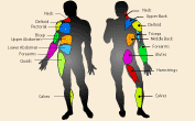 Highlighted Muscle Groups